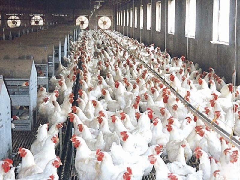 Qingyuan chicken farm environmental space ventilation cooling case